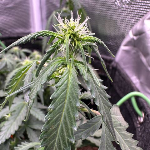 Growlog-Foto von Blue: Droop before lights turn off