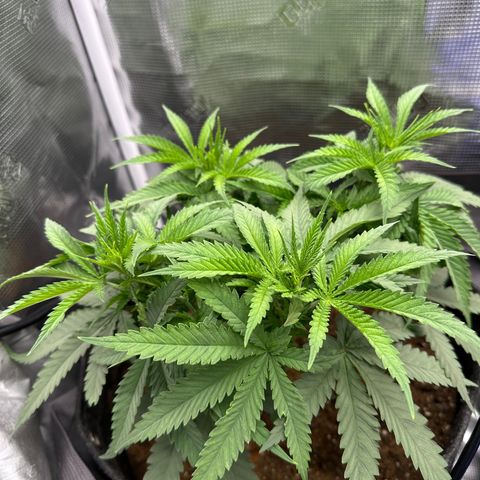GG#4 growlog timeline photo