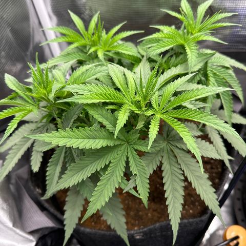 GG#4 growlog timeline photo