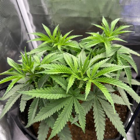 GG#4 growlog timeline photo