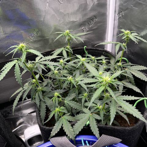 Growlog-Zeitleistenfoto von Blue
