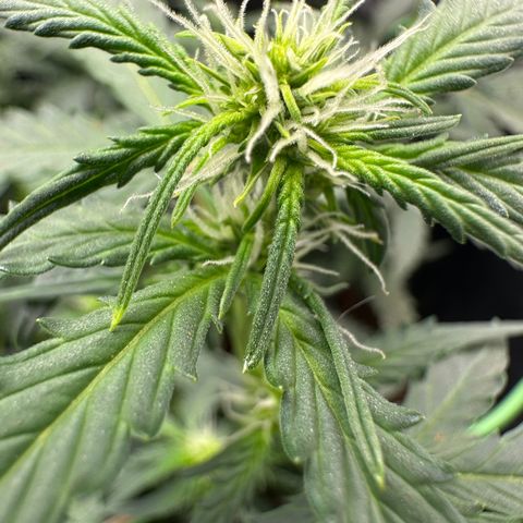 Growlog-Zeitleistenfoto von Blue