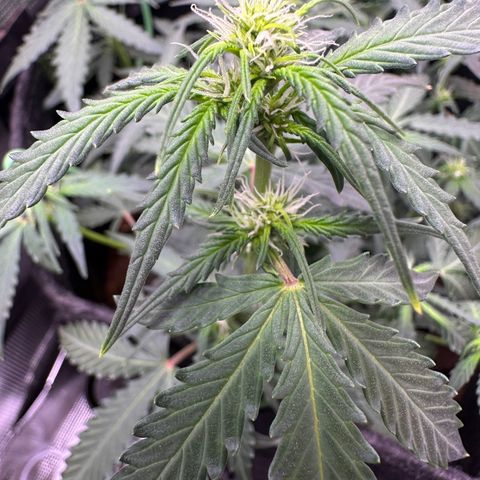 Growlog-Zeitleistenfoto von Blue