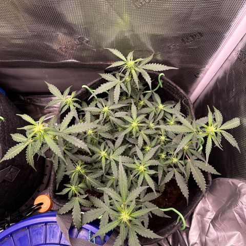 Growlog-Zeitleistenfoto von Blue