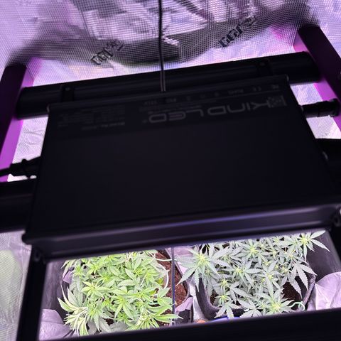 Growlog-Zeitleistenfoto von Blue