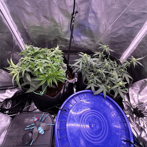 Growlog-Zeitleistenfoto von Blue