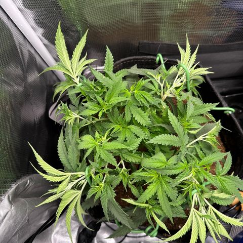 GG#4 growlog photo: LST