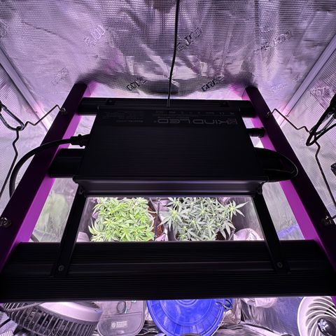 Growlog-Zeitleistenfoto von Blue