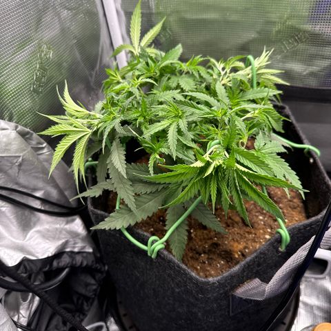 GG#4 growlog photo: LST