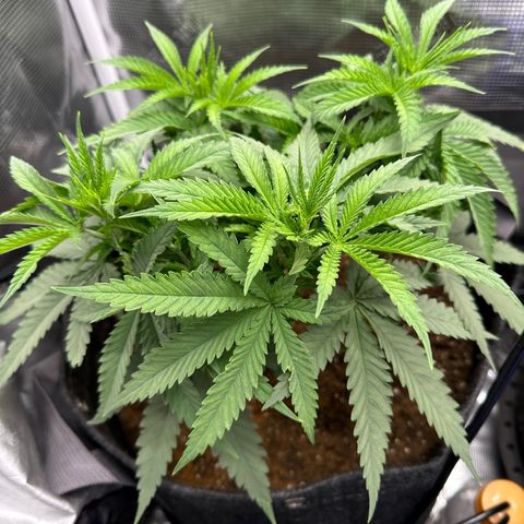 GG#4 growlog timeline photo