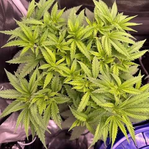 GG#4 growlog timeline photo