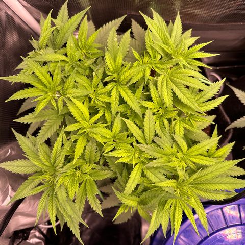 GG#4 growlog timeline photo