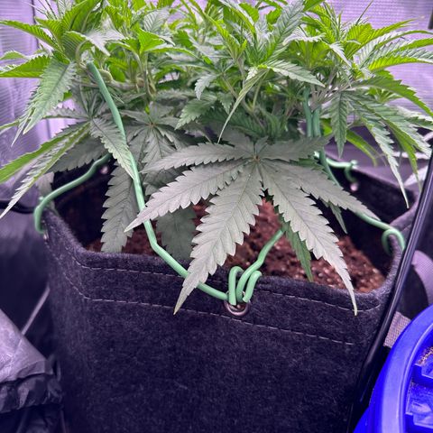 GG#4 growlog timeline photo