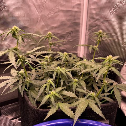 Growlog-Zeitleistenfoto von Blue