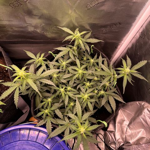 Growlog-Zeitleistenfoto von Blue