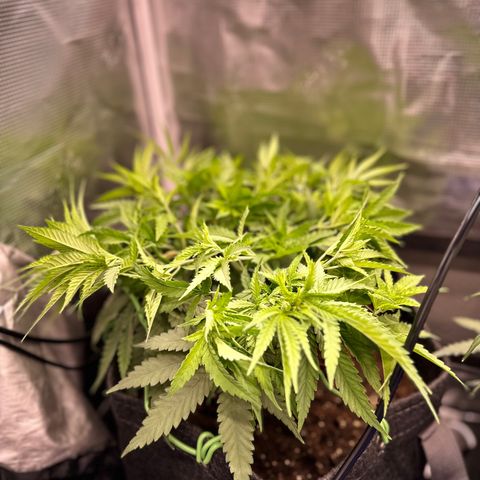 GG#4 growlog photo: Constant training to keep the plant, low and strong and even