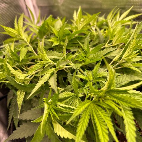 GG#4 growlog photo: Constant training to keep the plant, low and strong and even