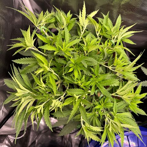 GG#4 growlog photo: Constant training to keep the plant, low and strong and even
