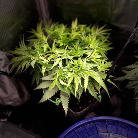 GG#4 growlog photo: Constant training to keep the plant, low and strong and even