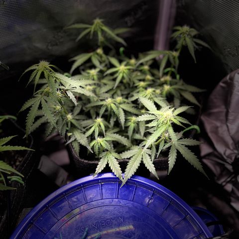 Growlog-Zeitleistenfoto von Blue