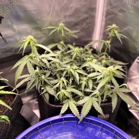 Growlog-Zeitleistenfoto von Blue