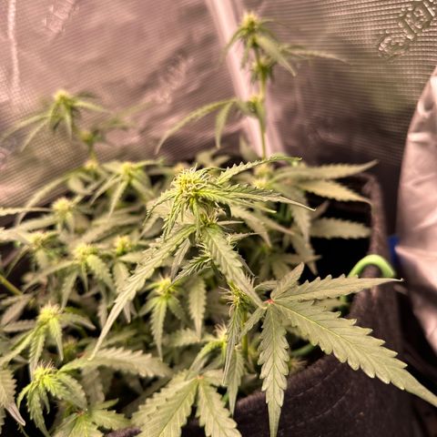 Growlog-Zeitleistenfoto von Blue