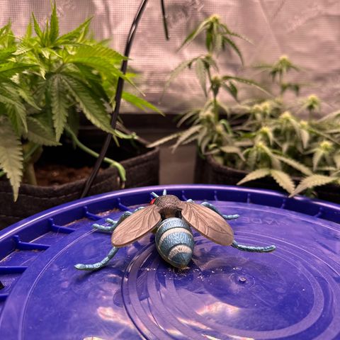 Growlog-Foto von Blue: Lord of the fungi fly