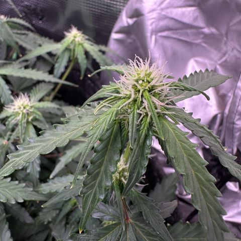 Growlog-Zeitleistenfoto von Blue