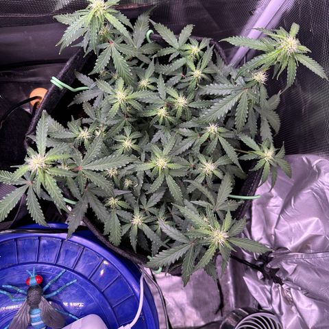 Growlog-Zeitleistenfoto von Blue