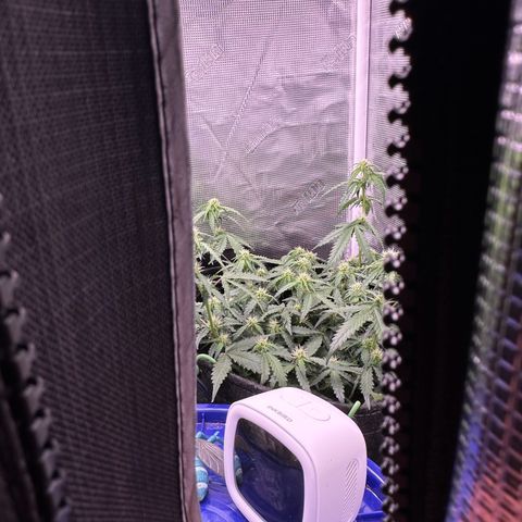 Growlog-Zeitleistenfoto von Blue