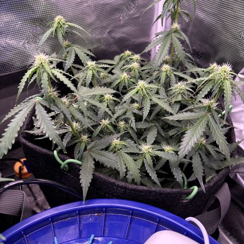 Growlog-Zeitleistenfoto von Blue