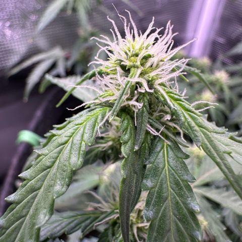 Growlog-Zeitleistenfoto von Blue