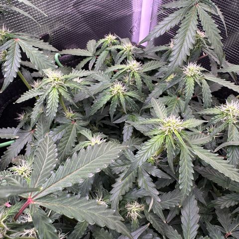 Growlog-Zeitleistenfoto von Blue