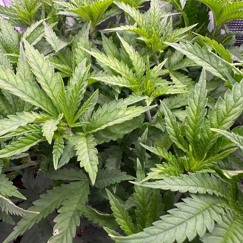 GG#4 growlog timeline photo