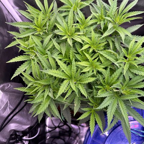 GG#4 growlog timeline photo