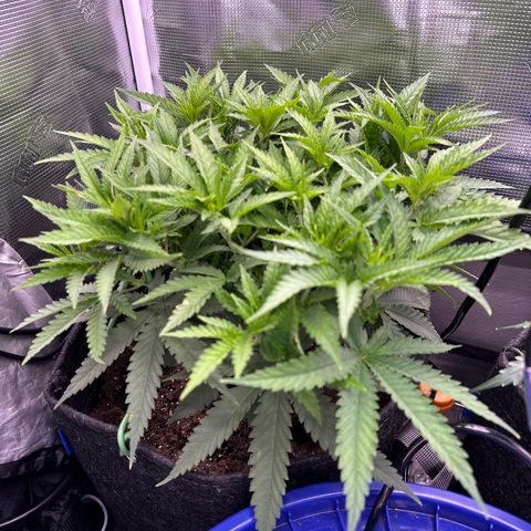 GG#4 growlog timeline photo