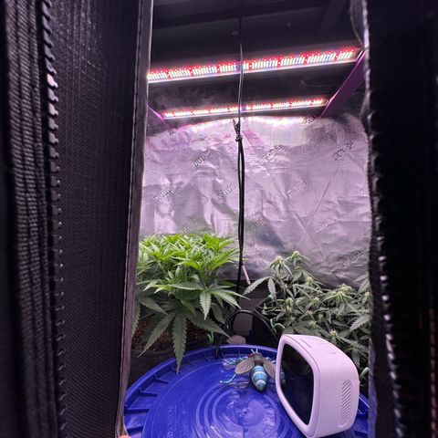 Growlog-Zeitleistenfoto von Blue