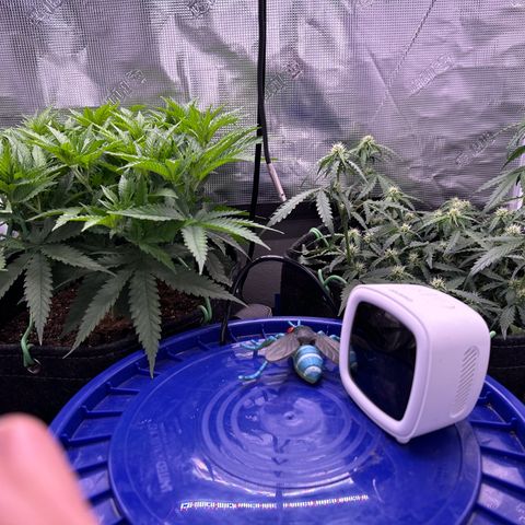 Growlog-Zeitleistenfoto von Blue
