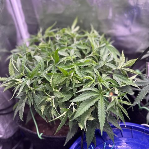 GG#4 growlog photo: More super cropping and defoliation 