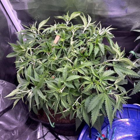 GG#4 growlog photo: More super cropping and defoliation 
