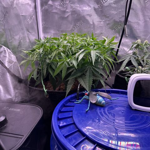 GG#4 growlog photo: More super cropping and defoliation 