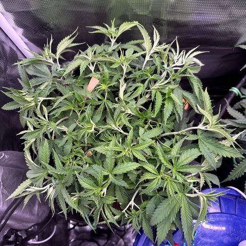 GG#4 growlog photo: More super cropping and defoliation 