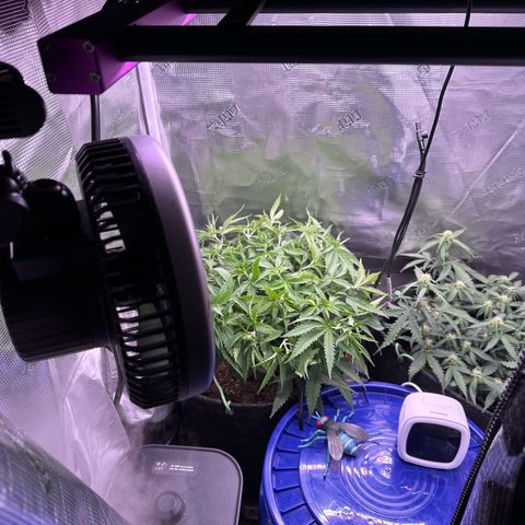 Growlog-Zeitleistenfoto von Blue