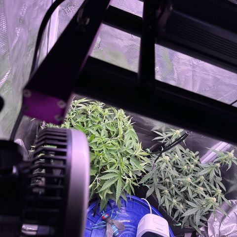 Growlog-Zeitleistenfoto von Blue