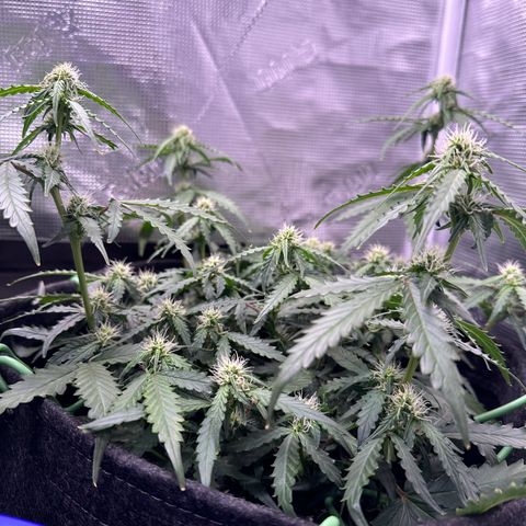 Growlog-Zeitleistenfoto von Blue