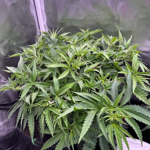 GG#4 growlog timeline photo