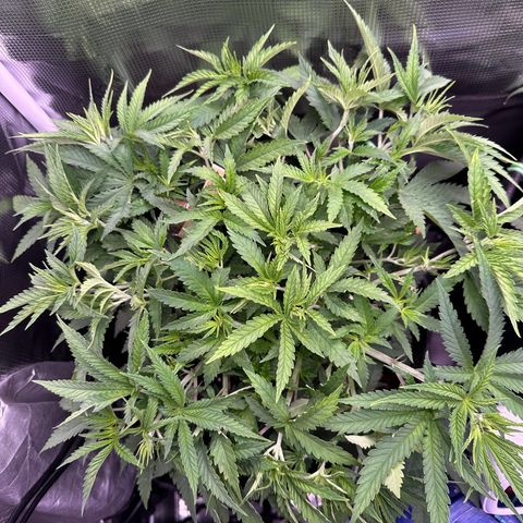 GG#4 growlog timeline photo