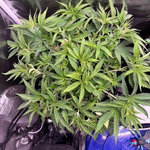 GG#4 growlog timeline photo