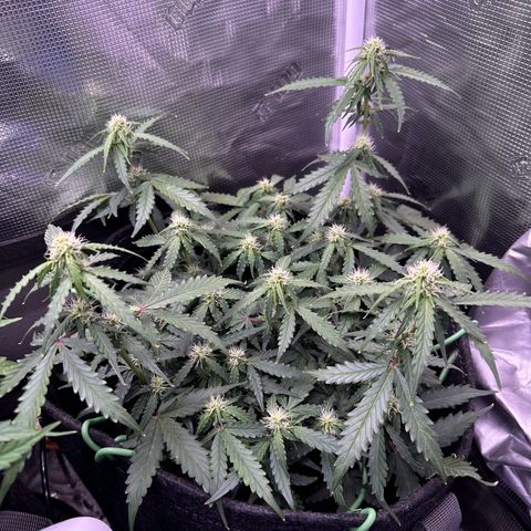 Growlog-Zeitleistenfoto von Blue