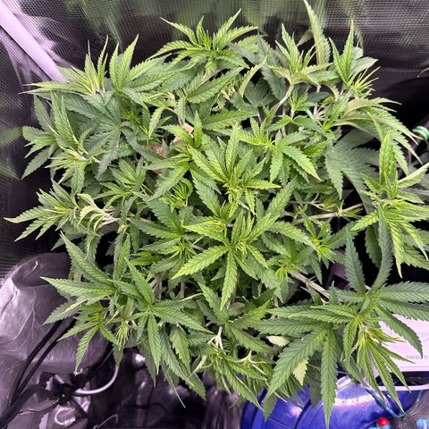 GG#4 growlog timeline photo